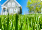 Lawn