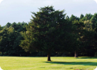 Lawn