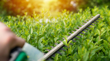 Hedges